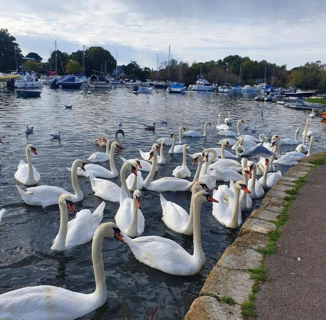 Mudeford Swans *